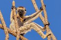 003 Berenty, verreauxsifaka